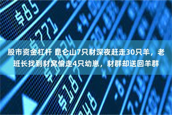 股市资金杠杆 昆仑山7只豺深夜赶走30只羊，老班长找到豺窝偷走4只幼崽，豺群却送回羊群